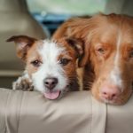Как перевезти домашних животных в автомобиле безопасно: советы