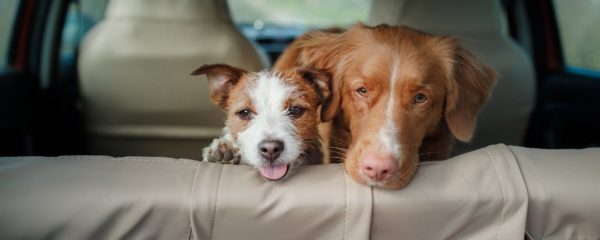 Как перевезти домашних животных в автомобиле безопасно: советы